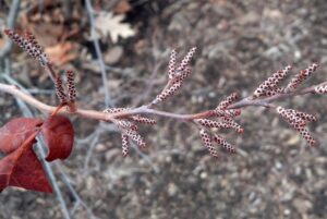 Rhus aromatica - Flower Buds