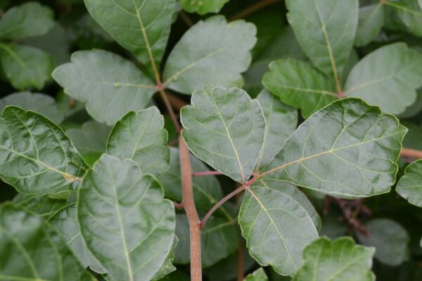 Rhus aromatica ′Gro-low′ - Foliage