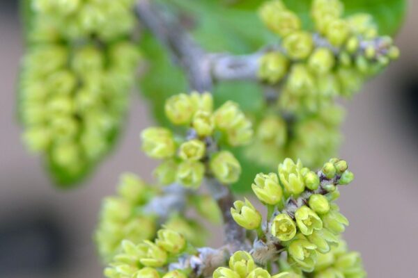 Rhus aromatica ′Gro-low′ - Flowers