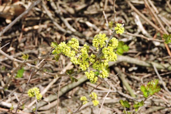 Rhus aromatica ′Gro-low′ - Flowers