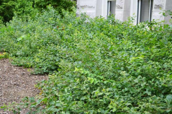 Rhus aromatica ′Gro-low′ - Groundcover Habit