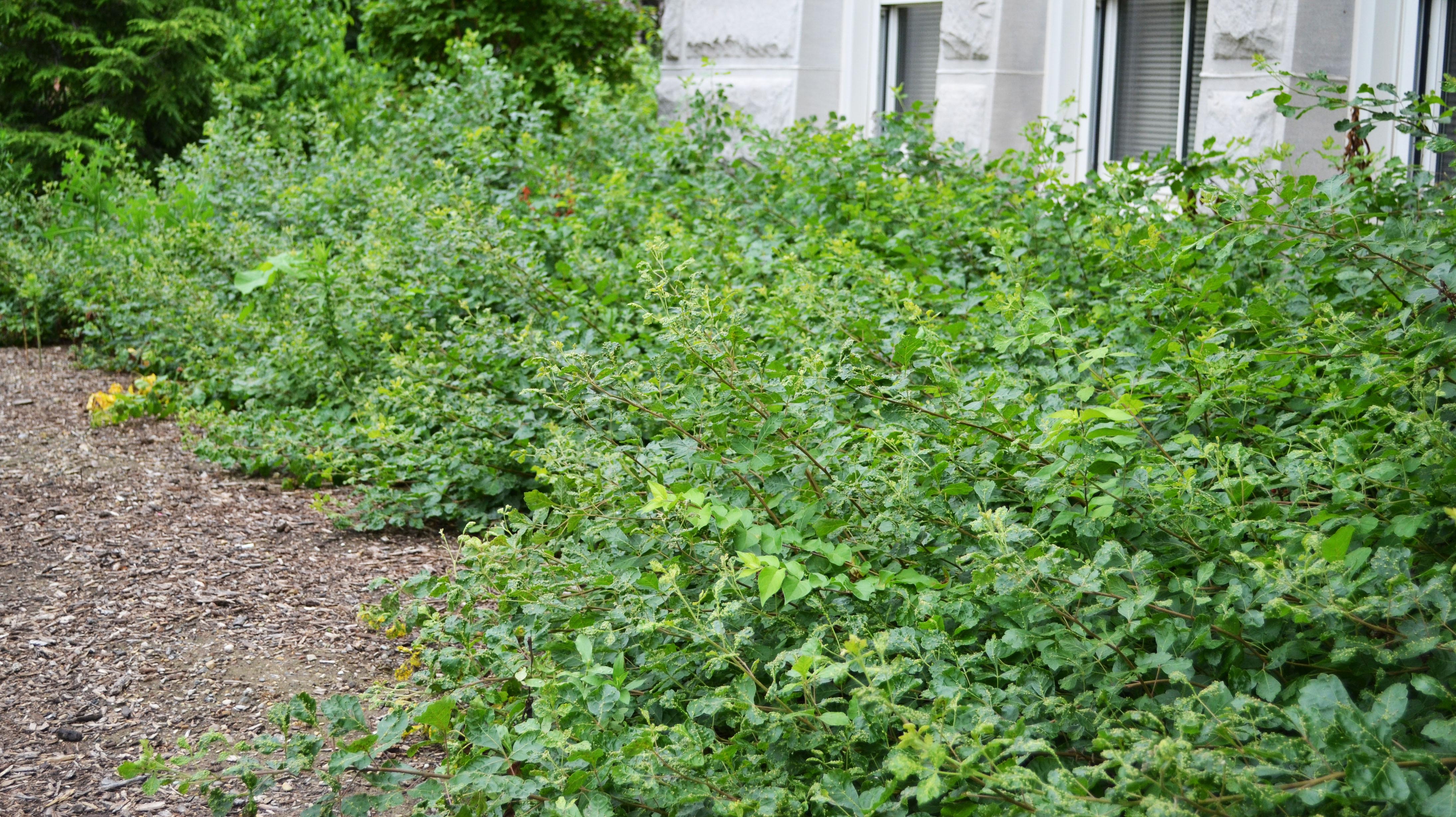 Rhus aromatica ‘Grolow’ Purdue Arboretum Explorer