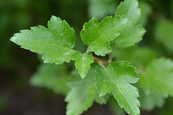 Ribes alpinum - Foliage