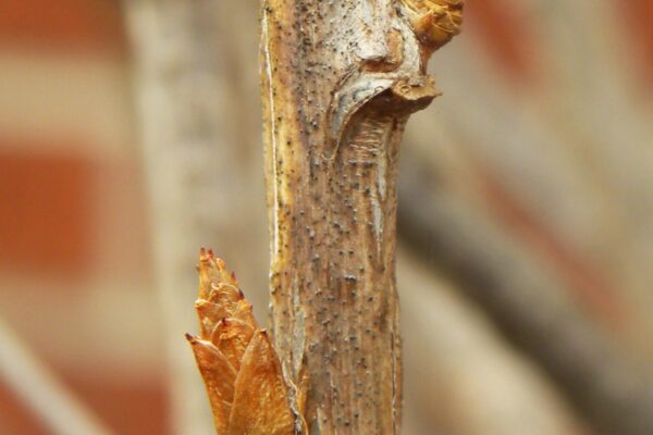 Ribes alpinum - Buds