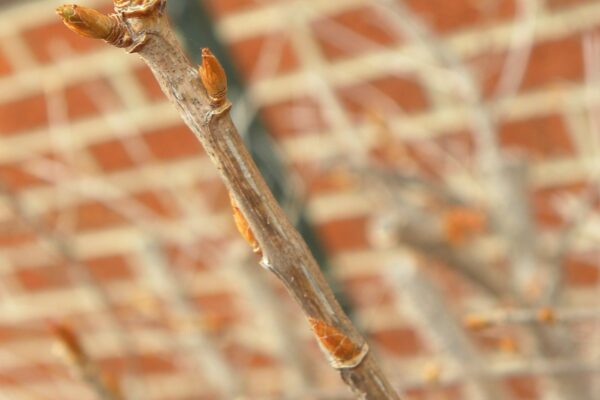 Ribes alpinum - Buds