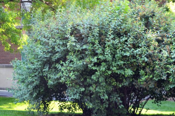 Ribes alpinum - Shrub Habit