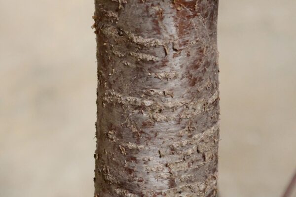 Robinia hispida var. fertilis - Bark