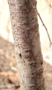 Robinia hispida var. fertilis - Bark