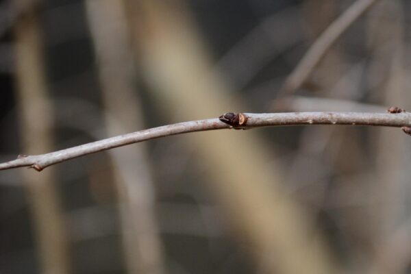 Robinia hispida var. fertilis - Buds and Thorns