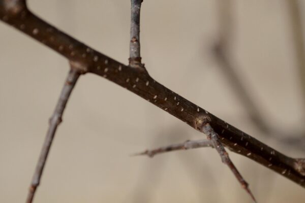 Robinia hispida var. fertilis - Stem and Thorns