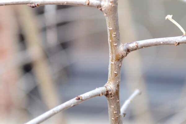 Robinia hispida var. fertilis - Stem