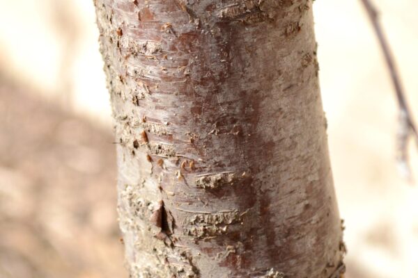 Robinia hispida var. fertilis - Bark