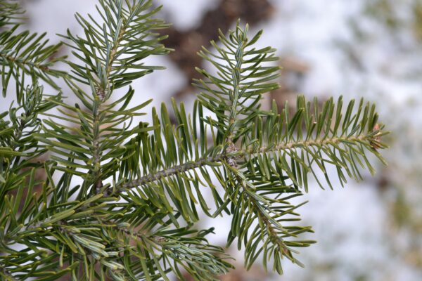 Abies balsamea var. phanerolepis - Needles