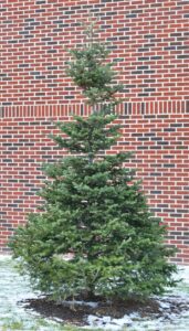 Abies balsamea var. phanerolepis - Overall Tree