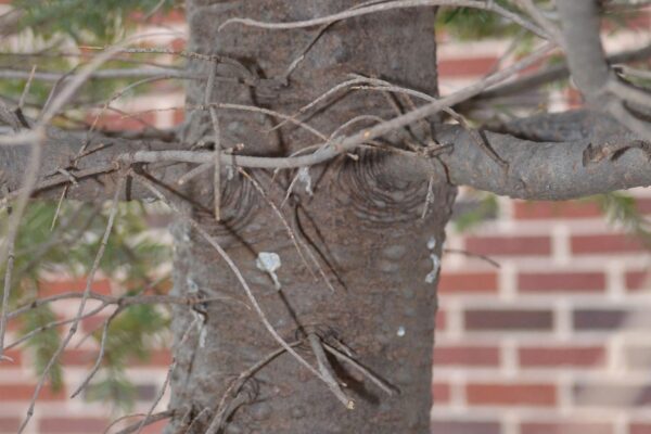 Abies balsamea var. phanerolepis - Bark