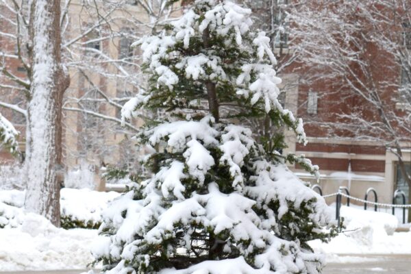 Abies balsamea var. phanerolepis - Winter Interest