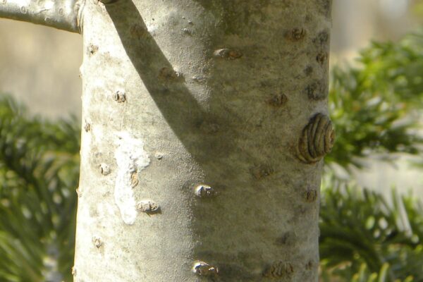 Abies balsamea var. phanerolepis - Bark