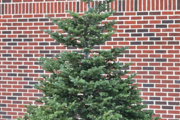 Abies balsamea var. phanerolepis - Overall Tree