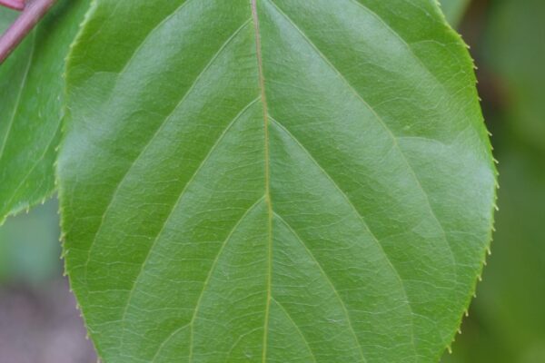 Actinidia arguta - Leaf