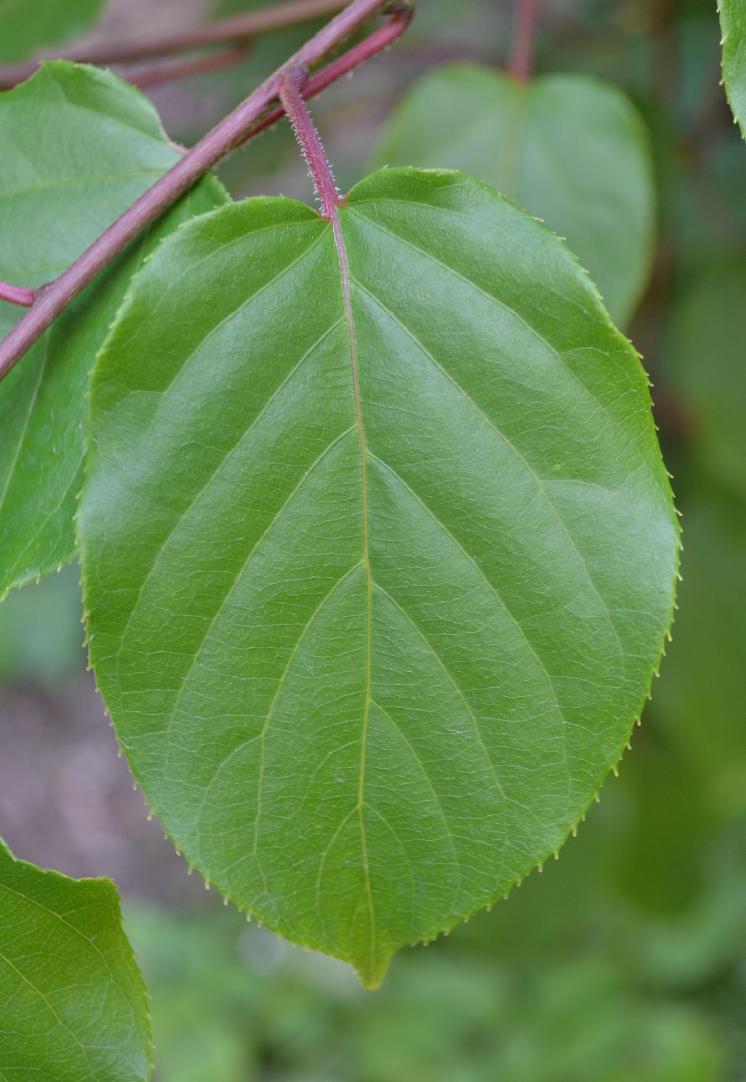 Actinidia Arguta Purdue Arboretum Explorer actinidia-arguta-purdue-arboretum-explorer