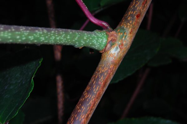 Actinidia arguta - Stem