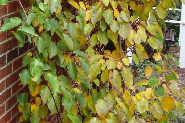 Actinidia arguta - Fall Habit