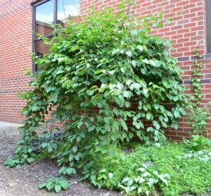 Actinidia arguta - Vine Habit