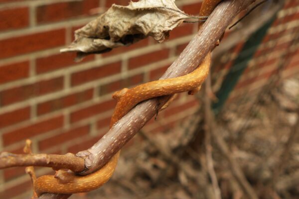 Actinidia arguta - Bark