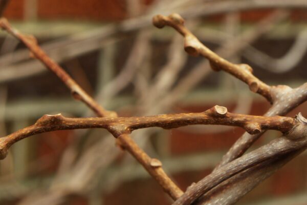 Actinidia arguta - Buds