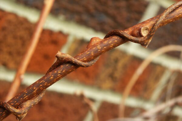 Actinidia arguta - Buds