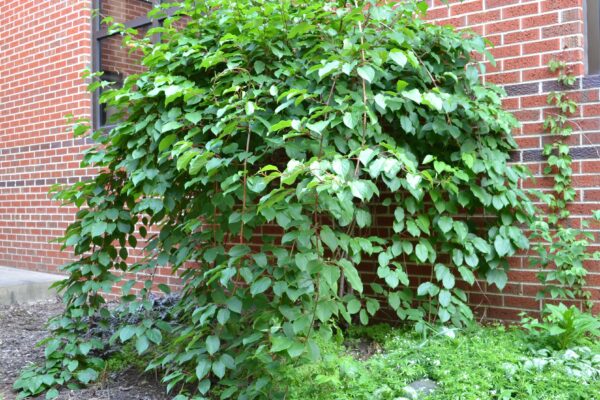 Actinidia arguta - Vine Habit