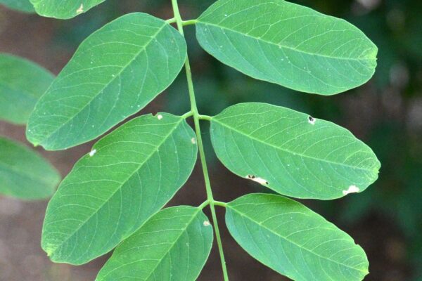 Robinia pseudoacacia - Leaf