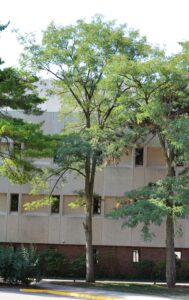 Robinia pseudoacacia - Tree Habit