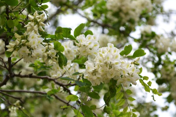 Robinia pseudoacacia - Flower