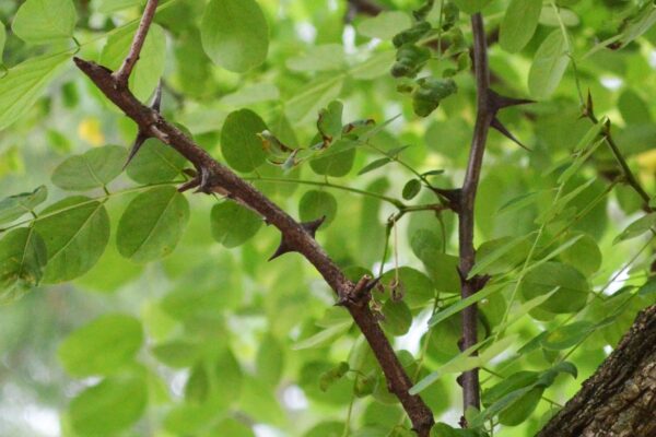 Robinia pseudoacacia - Thorns