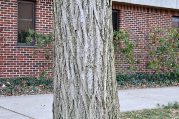 Robinia pseudoacacia - Bark