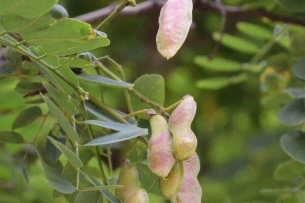 Robinia pseudoacacia - Immature Fruit Pods
