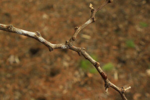 Robinia pseudoacacia - Buds
