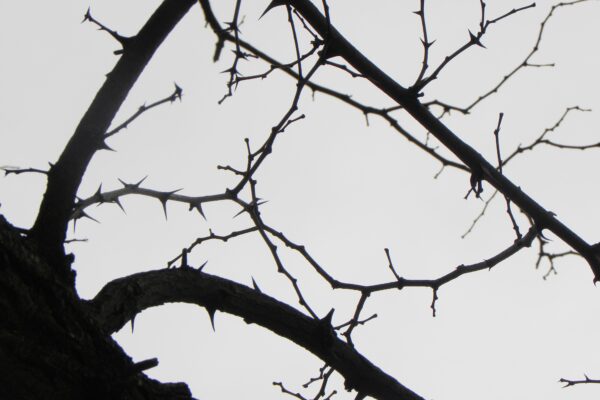 Robinia pseudoacacia - Thorns