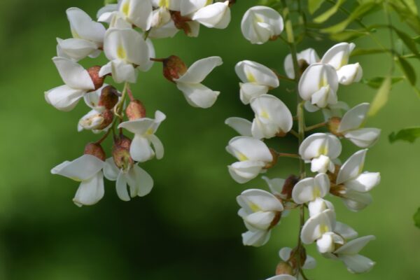Robinia pseudoacacia - Flowers