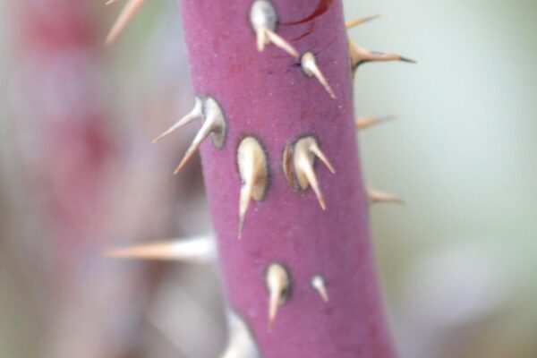 Rosa × ′Thérèse Bugnet′ - Bark and Thorns