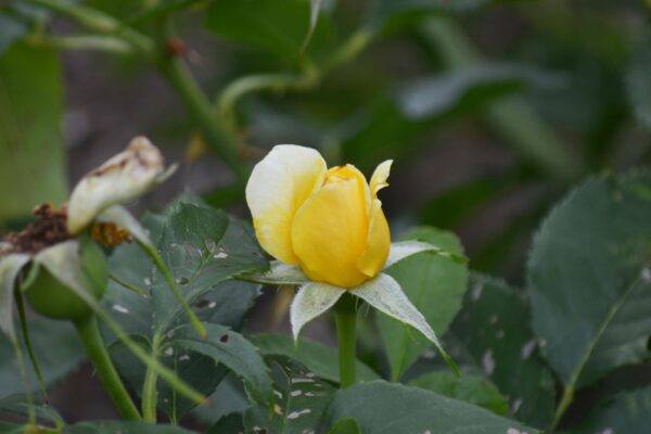 Rosa × ′Korpancom′ [sold as Electric Blanket™] - Flower Bud