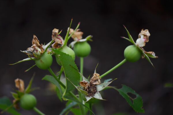 Rosa × ′Korpancom′ [sold as Electric Blanket™] - Immature Fruit (Rose Hips)