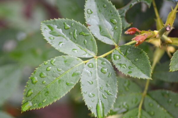 Rosa × ′Korpancom′ [sold as Electric Blanket™] - Leaves
