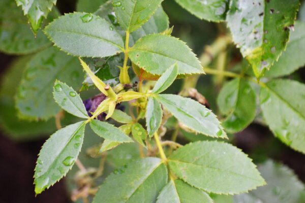 Rosa × ′Korpancom′ [sold as Electric Blanket™] - Foliage