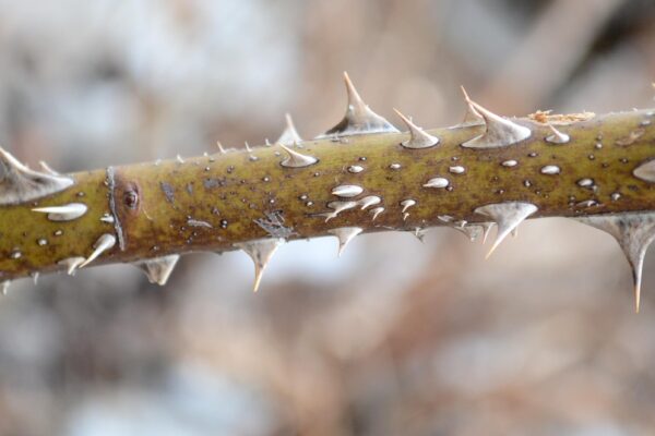 Rosa × ′Korpancom′ [sold as Electric Blanket™] - Thorns