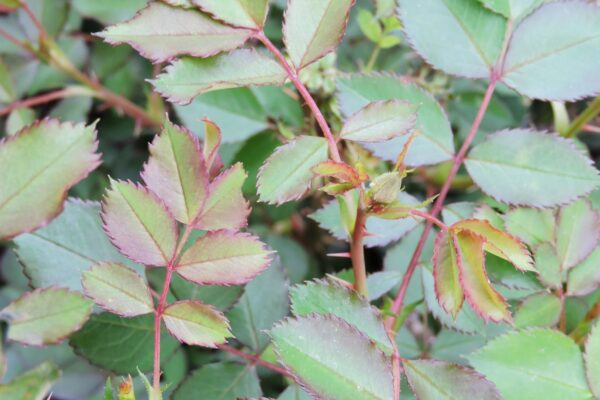 Rosa × ′Morden Blush′ - New Foliage