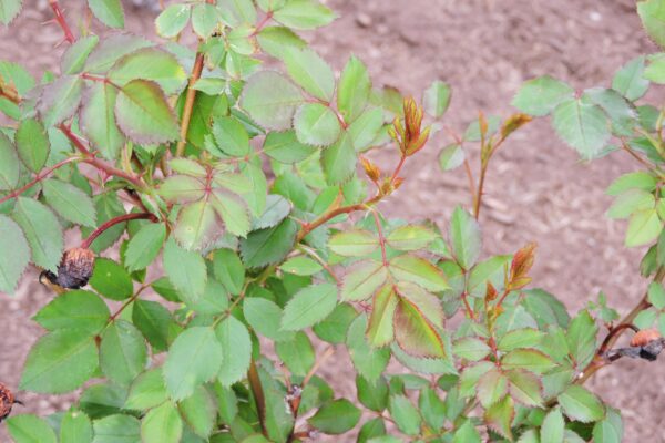 Rosa × ′Morden Blush′ - Foliage