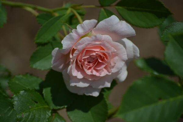Rosa × ′Morden Blush′ - Flower