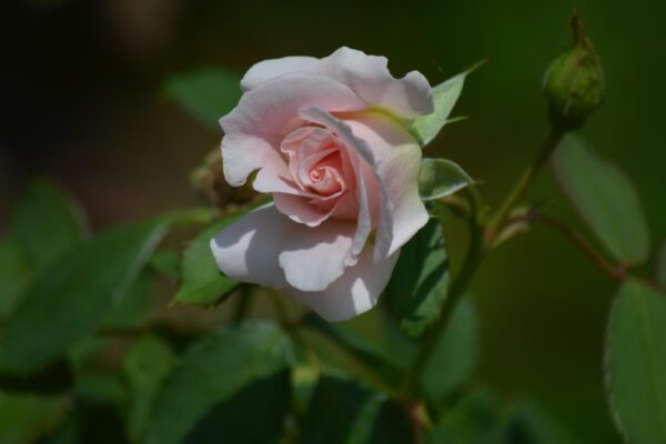 Rosa × ′Morden Blush′ - Flower Bud